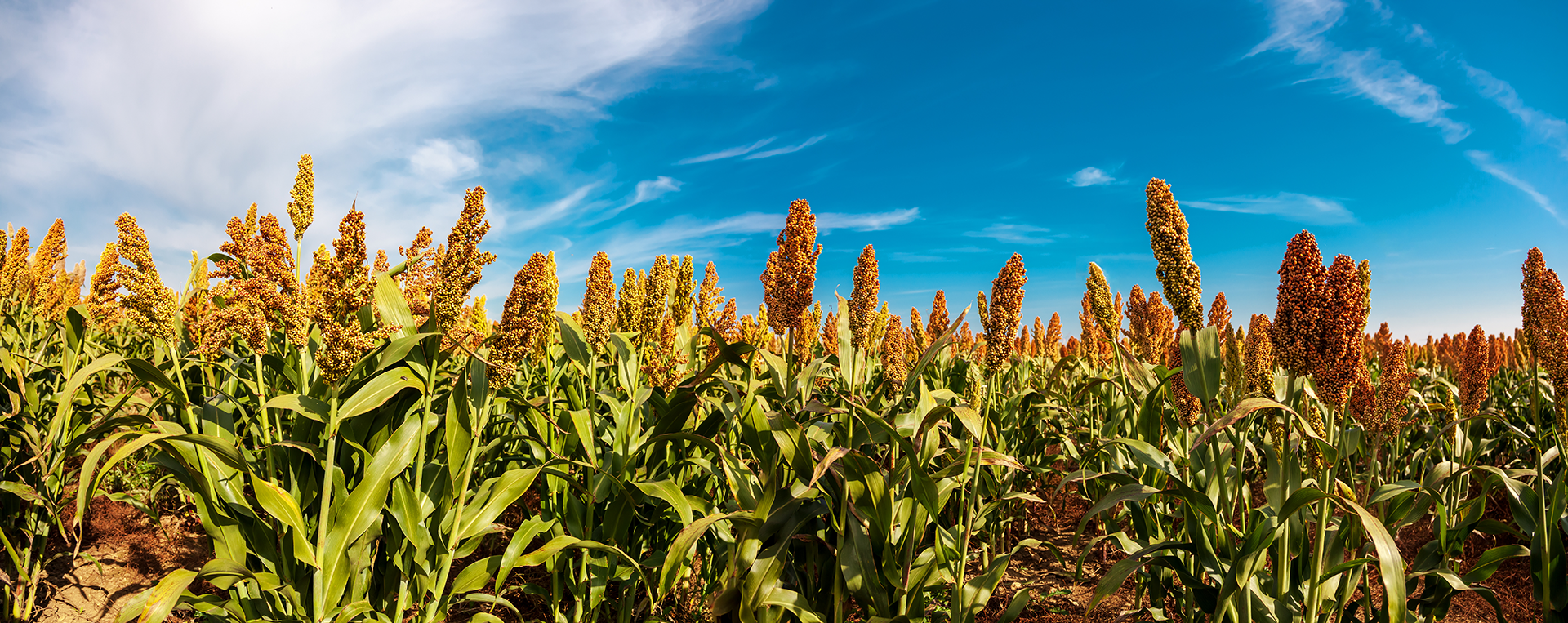 flower field with blue sky