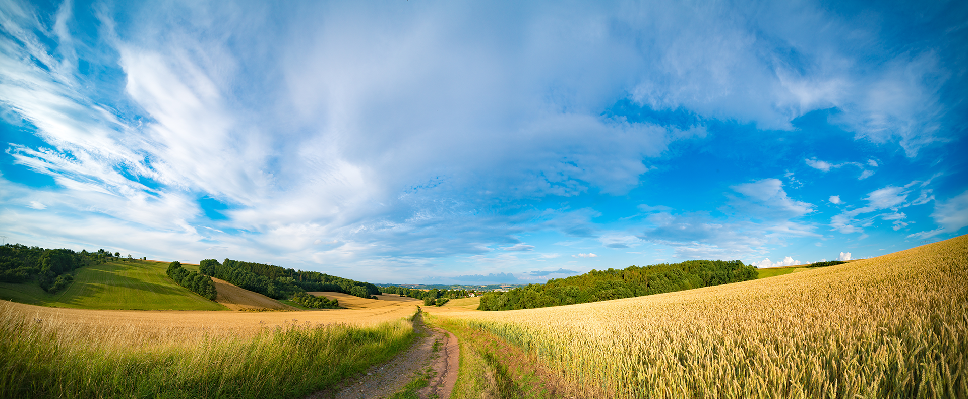 wheat field with blue sky